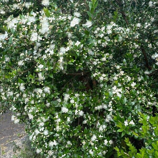 Myrtus communis Flower