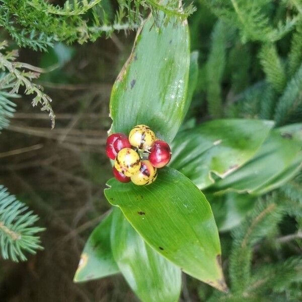 Maianthemum stellatum Frutto