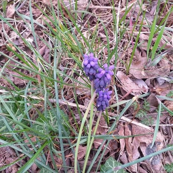 Muscari neglectum Flor