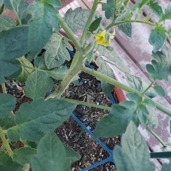 Solanum lycopersicum Blad