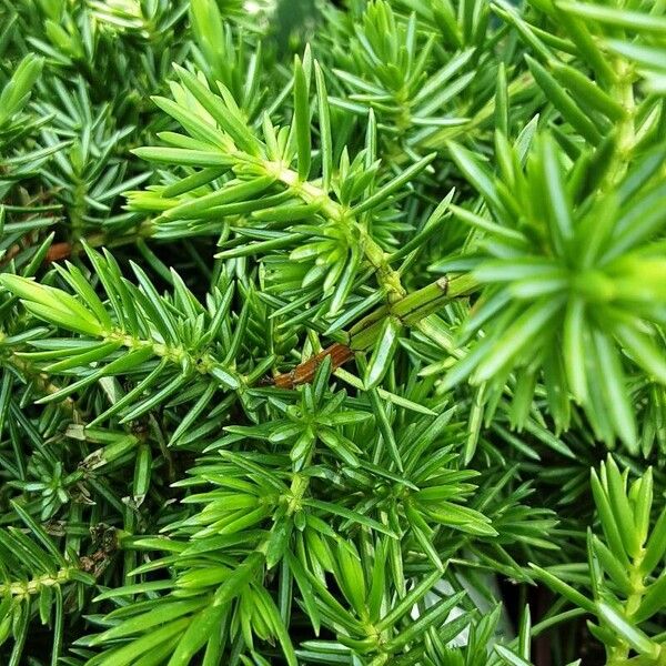 Juniperus rigida Liść