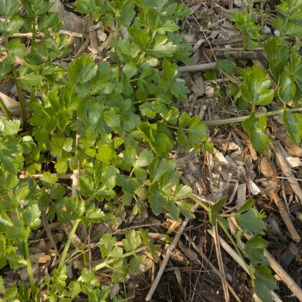 Apium graveolens Foglia