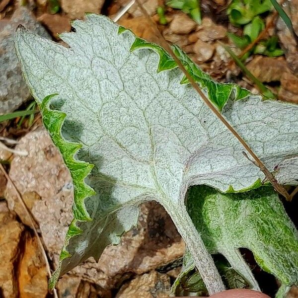 Adenostyles leucophylla পাতা