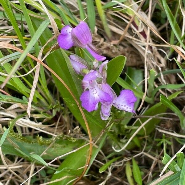 Anacamptis morio 葉