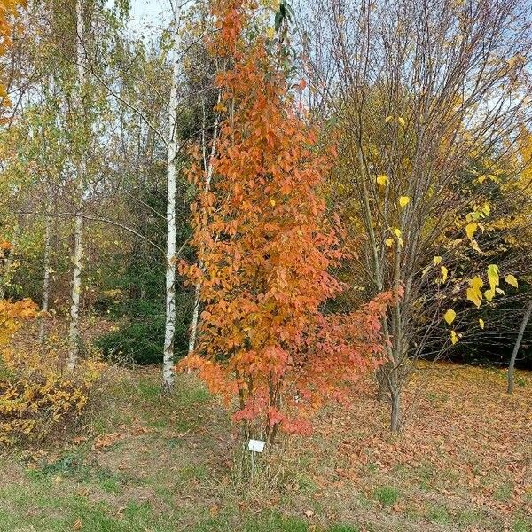 Amelanchier arborea Elinympäristö