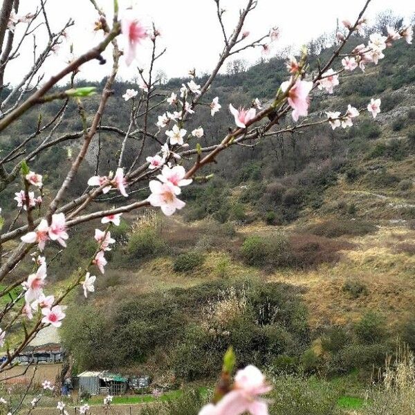 Prunus persica Kwiat