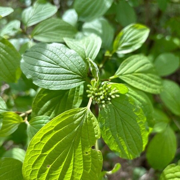 Cornus sanguinea List