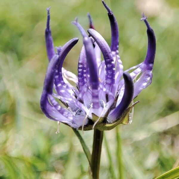 Phyteuma hemisphaericum Floro