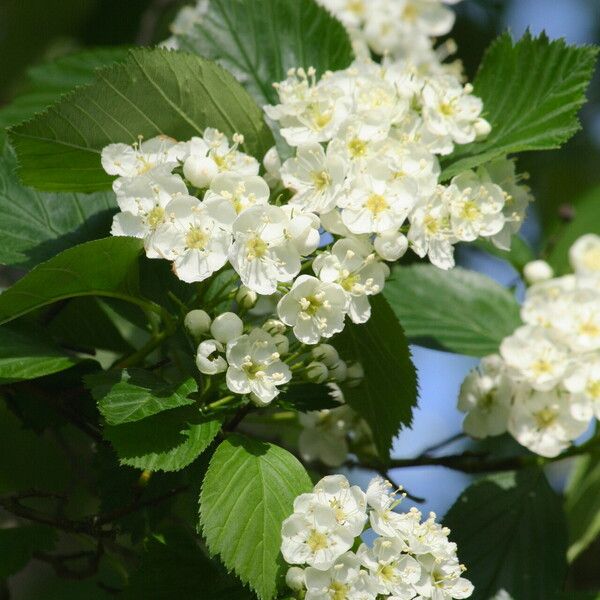 Crataegus succulenta 花