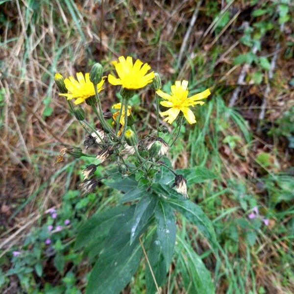 Hieracium sabaudum برگ