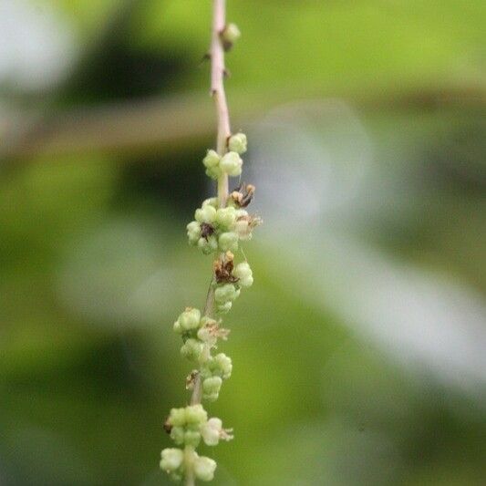 Boehmeria japonica Flower