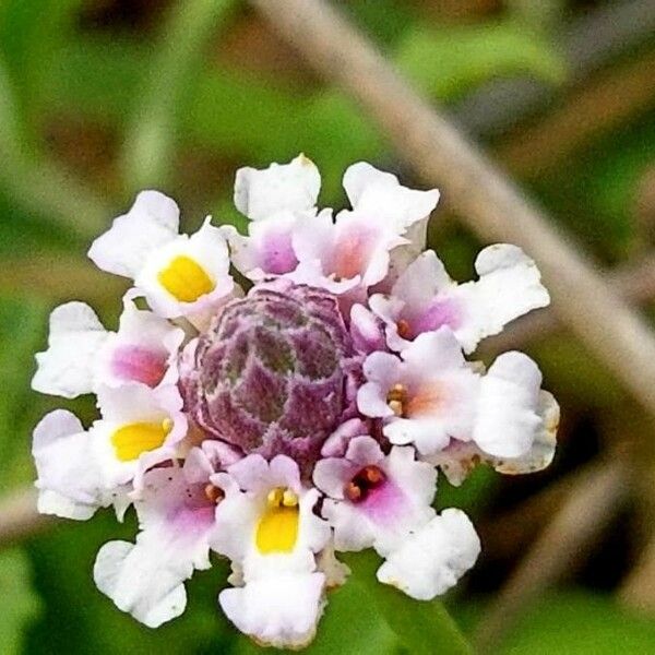 Phyla nodiflora Flors