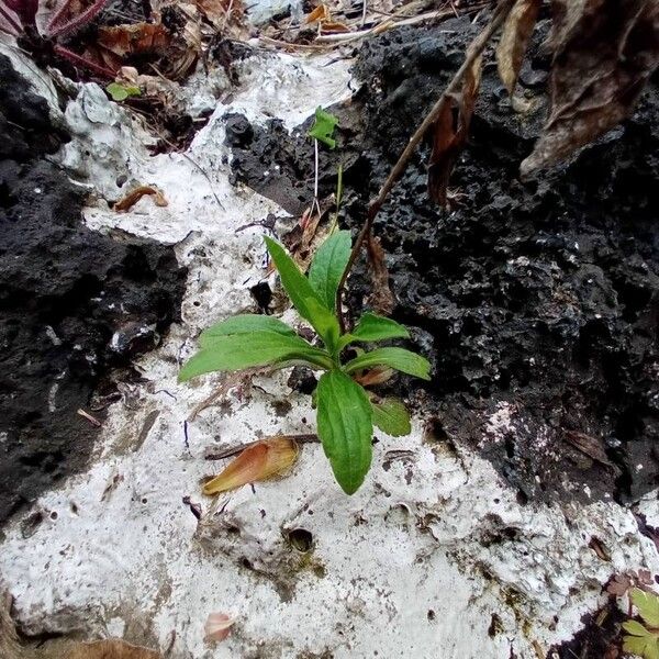 Stevia rebaudiana Лист