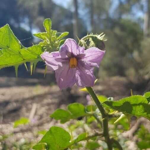 Solanum linnaeanum Cvet