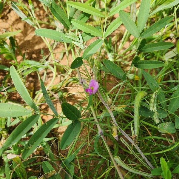 Tephrosia subtriflora Blomst