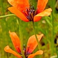 Roemeria argemone 花