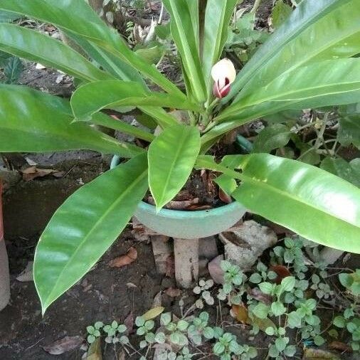 Philodendron wendlandii Φύλλο