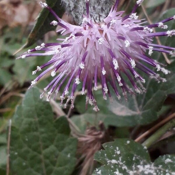 Cirsium scabrum फूल