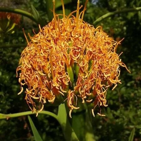 Agave americana Flower