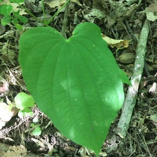 Dioscorea villosa List