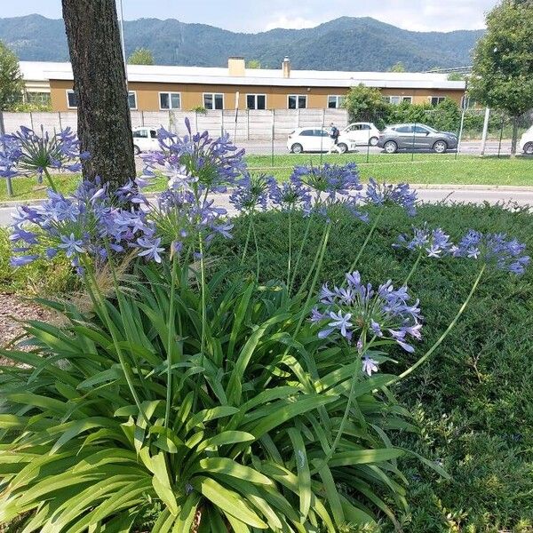 Agapanthus praecox Цвят