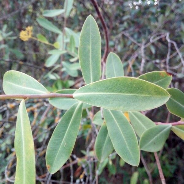 Bupleurum fruticosum برگ