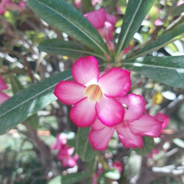 Adenium obesum Flower