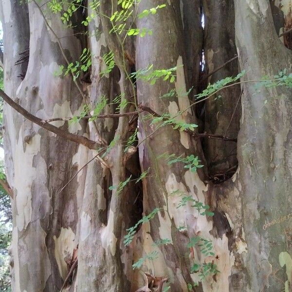 Albizia procera Bark