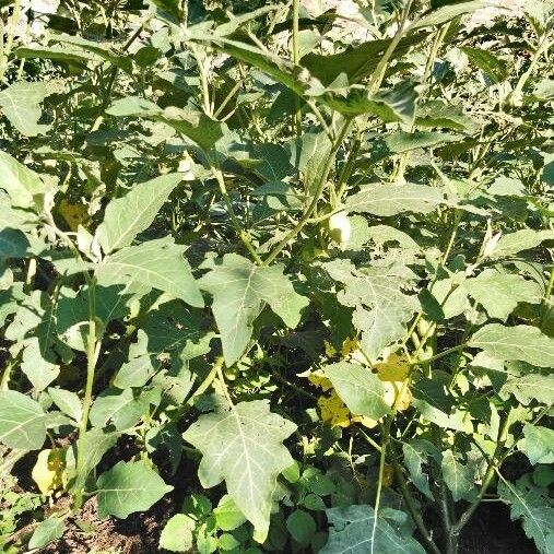 Solanum aethiopicum Habitat