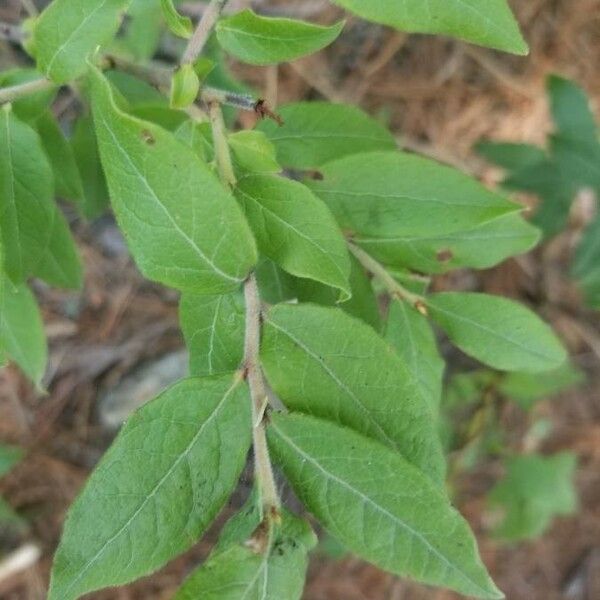 Vaccinium angustifolium 叶