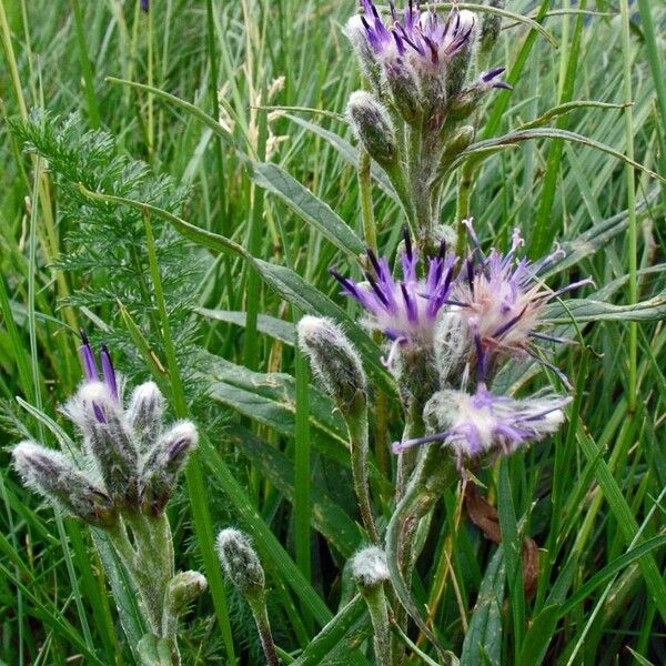 Saussurea alpina Flower