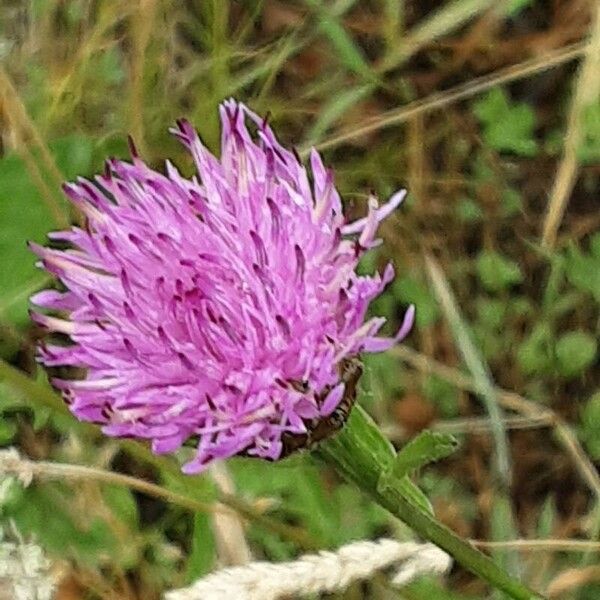 Centaurea jacea Flor