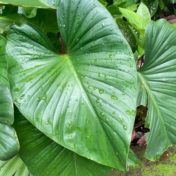 Homalomena rubescens Blad