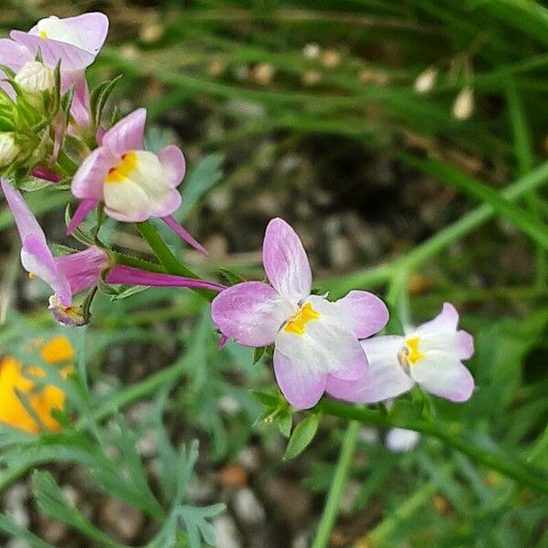 Linaria maroccana Flor