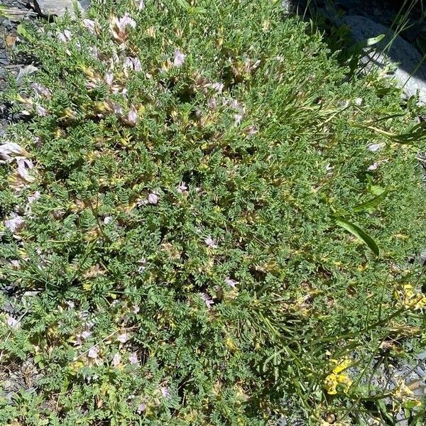 Astragalus sempervirens Habitus