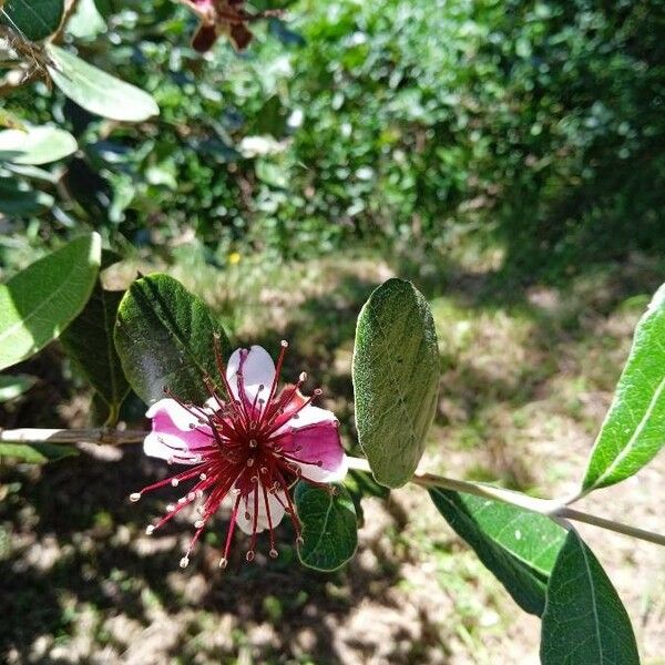 Acca sellowiana Flower