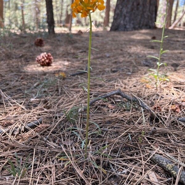 Erysimum asperum Vekstform