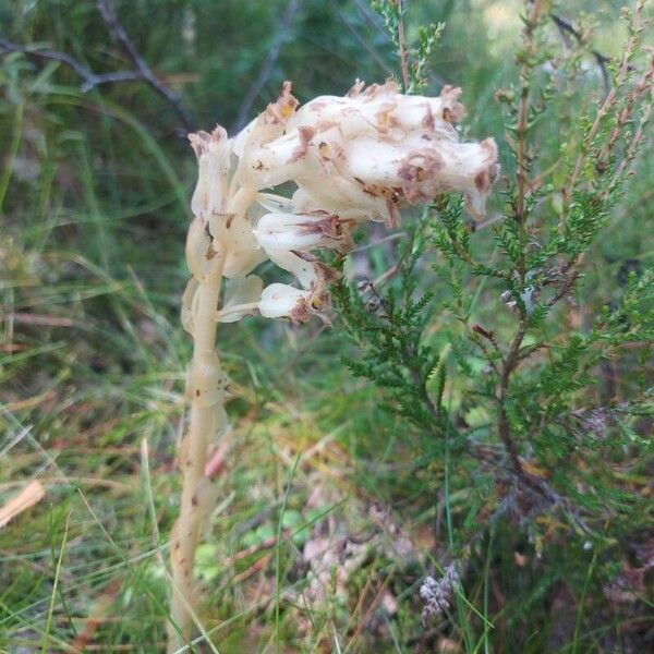 Monotropa hypopitys Flower