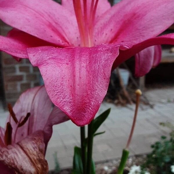 Lilium bulbiferum Flower