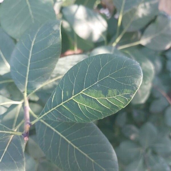 Cotinus obovatus Blad