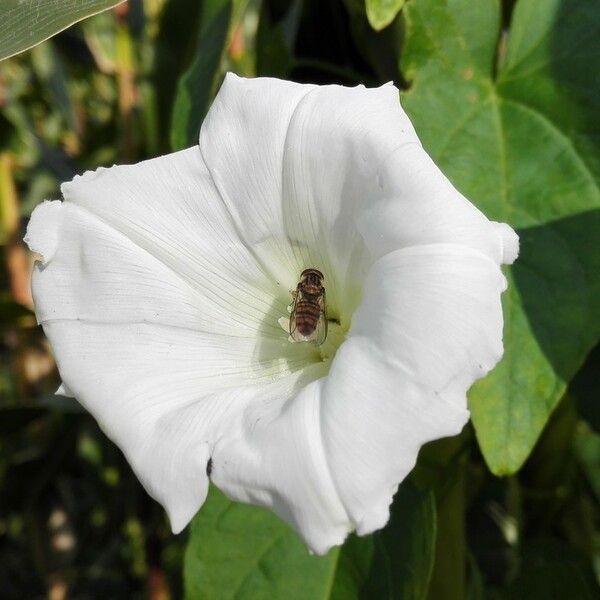 Convolvulus sepium Blüte