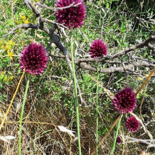 Allium sphaerocephalon 花