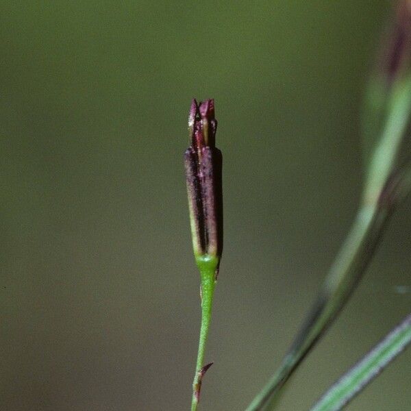 Pectis linifolia Froito