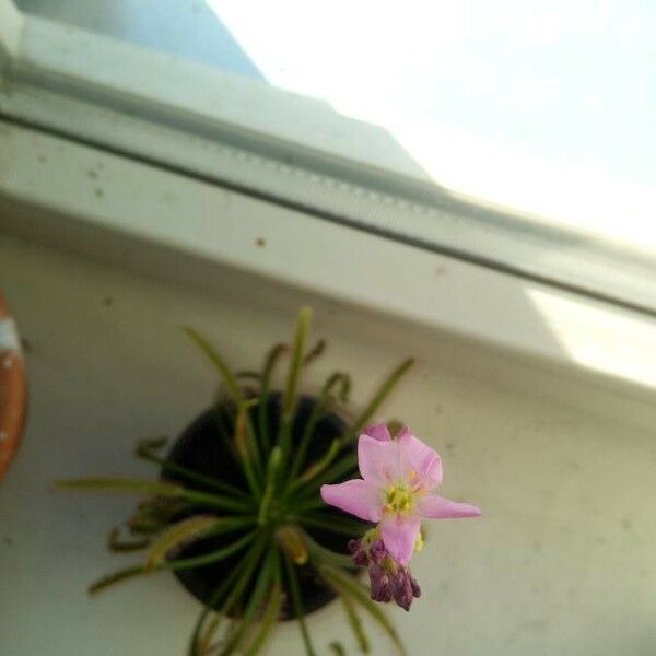 Drosera capensis Flor