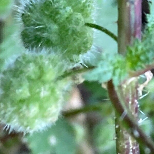 Urtica pilulifera برگ