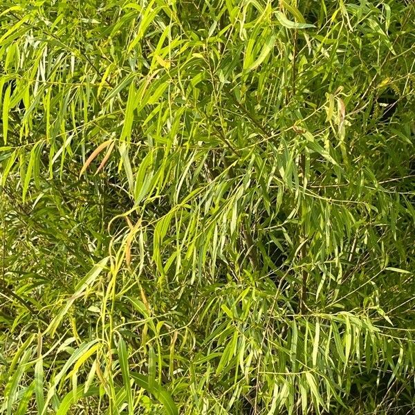 Salix nigra ᱥᱟᱠᱟᱢ