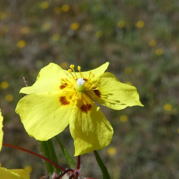 Tuberaria guttata Flower