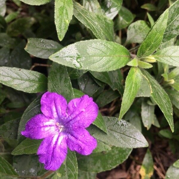 Ruellia longepetiolata (Water bluebell)