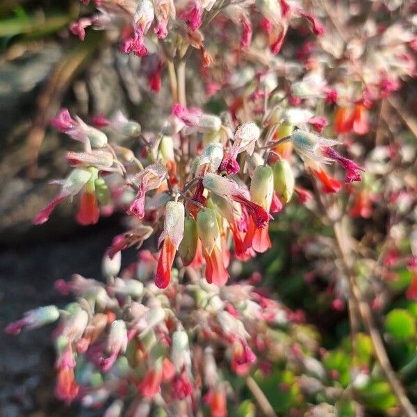 Kalanchoe fedtschenkoi Цвят