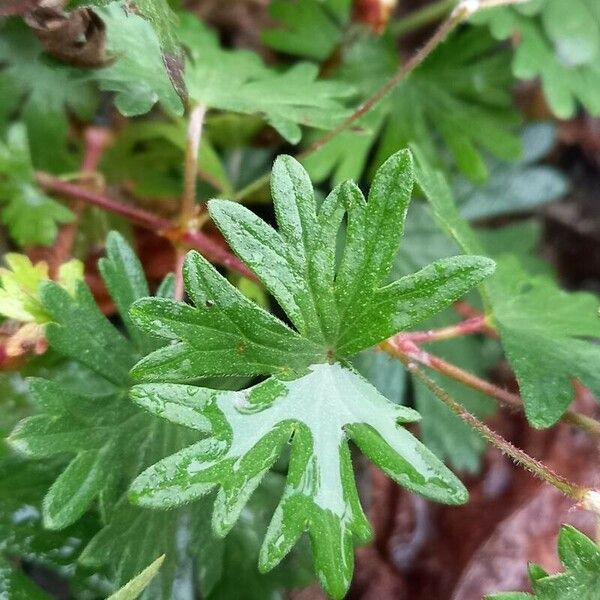 Geranium sanguineum Φύλλο